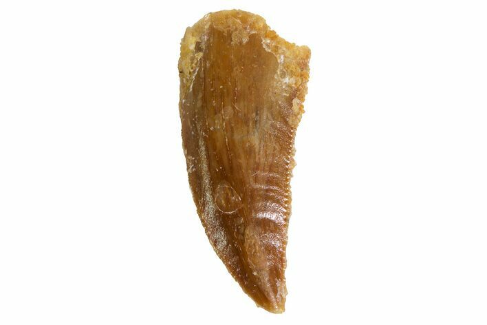 Bargain, Serrated Raptor Tooth - Morocco #69139